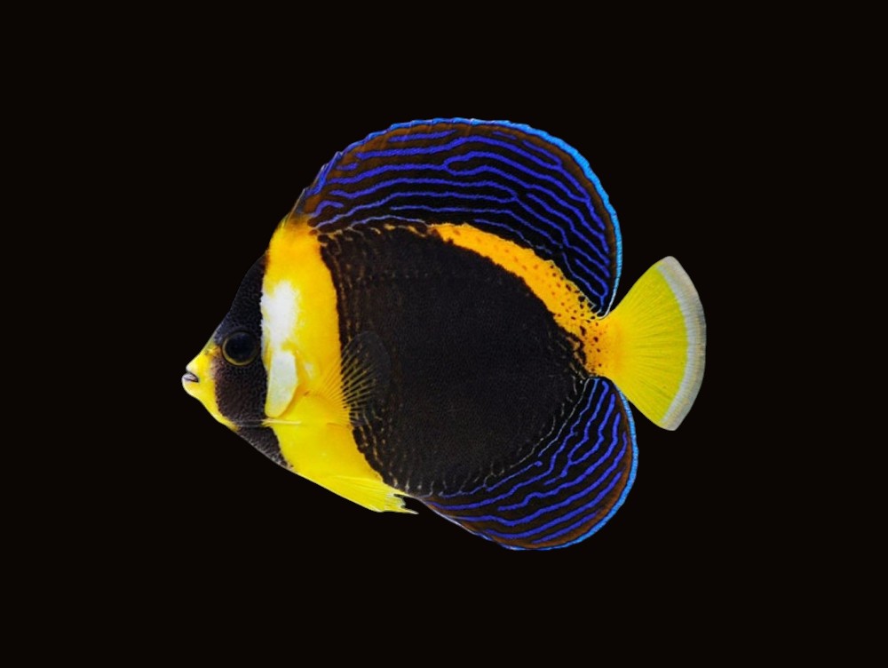 Scribbled Angelfish Adult | Chaetodontoplus duboulayi