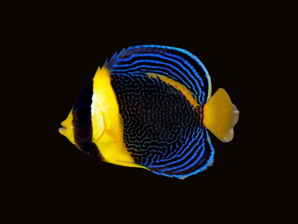 Scribbled Angelfish juvenile | Chaetodontoplus duboulayi