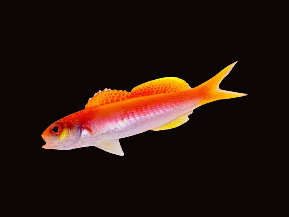 Seavers Splitfin Anthias | Luzonichthys seaver