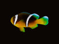 Sebae Clownfish Pair | Amphiprion sebae