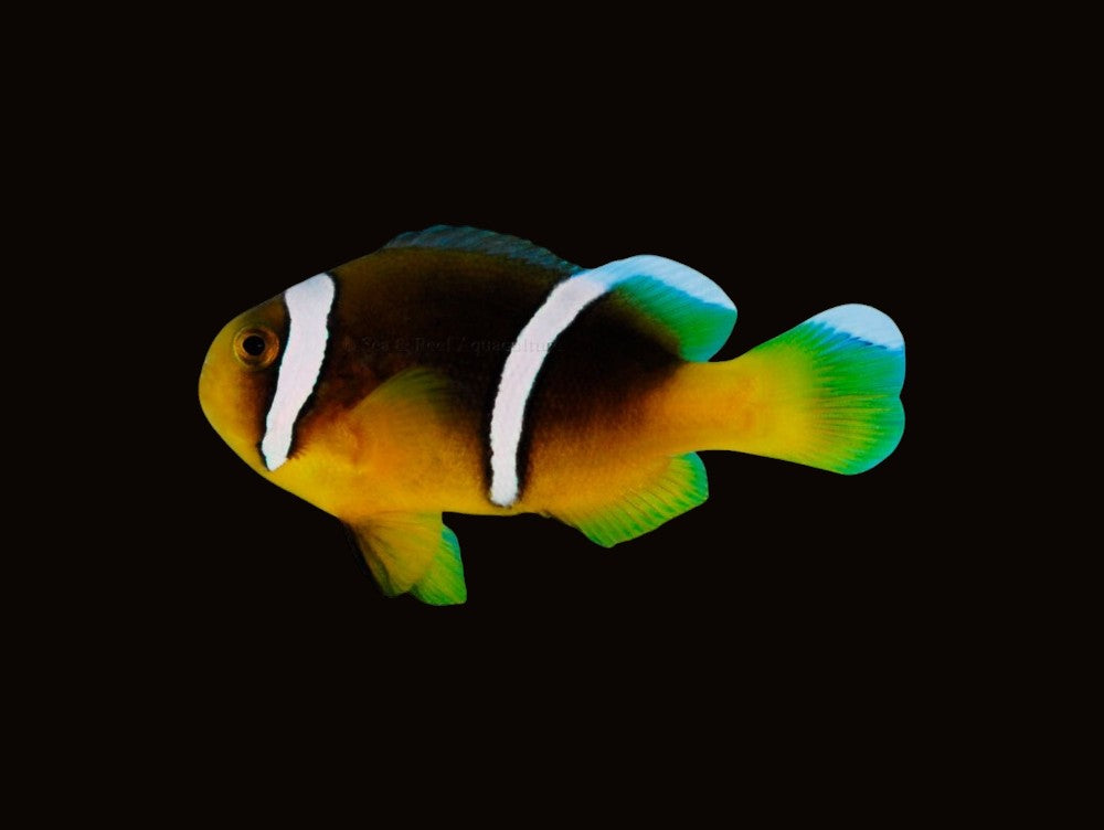 Sebae Clownfish Pair | Amphiprion sebae