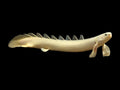 Senegal Bichir
