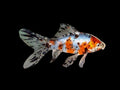 Shubunkin Goldfish