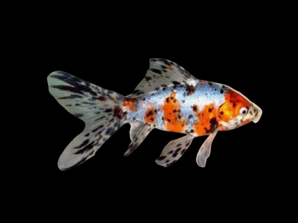 Shubunkin Goldfish