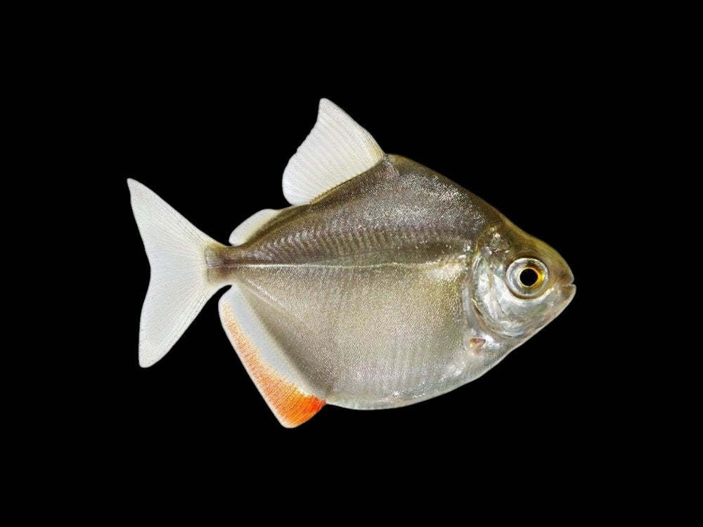 Silver Dollar | Metynnis argenteus