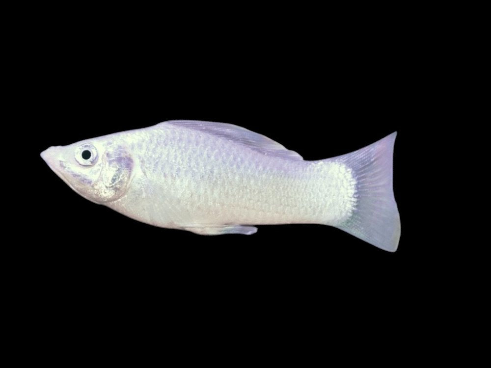 Silver Molly