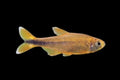 Silver Tip Tetra