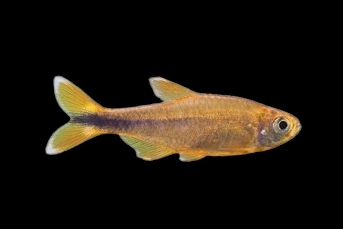 Silver Tip Tetra