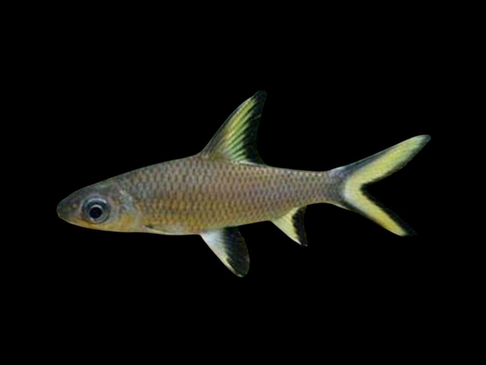Silver Shark