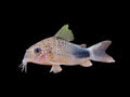 Similis Corydoras