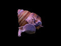 Singapore Spiral Snail