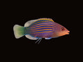 Six Line Wrasse | Pseudocheilinus hexataenia
