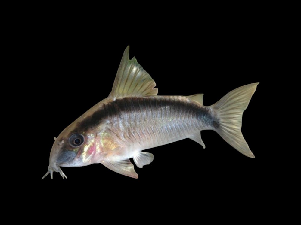 Skunk Corydoras