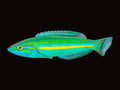 Tail Wrasse Male | Pseudojuloides splendens