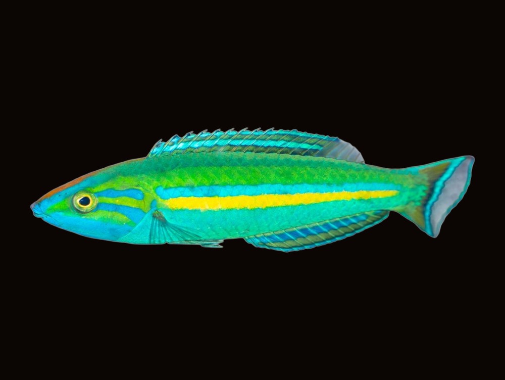Tail Wrasse Male | Pseudojuloides splendens