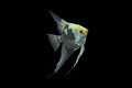 Smoky Angelfish