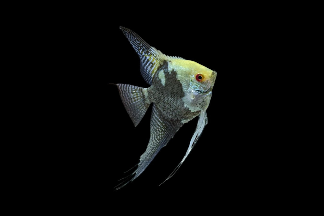 Smoky Angelfish