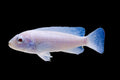 Snow White Cichlid