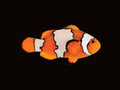 Snowflake Clownfish Pair | Amphiprion ocellaris