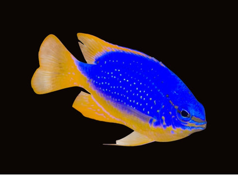 South Seas Devil Damselfish | Chrysiptera taupou