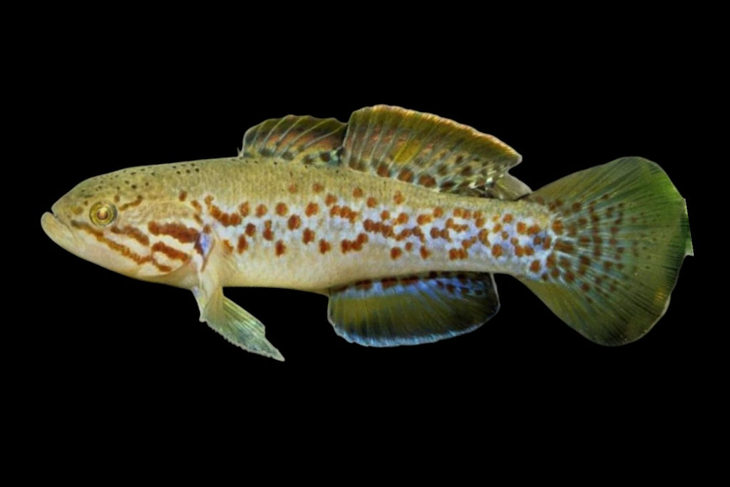 Purple Spotted Gudgeon