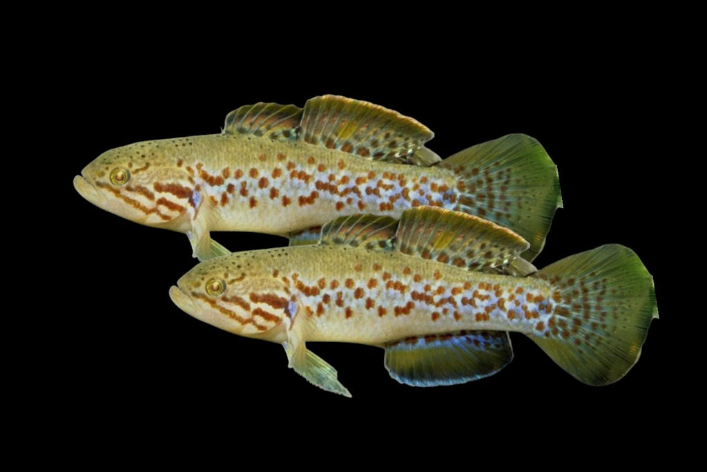 Purple Spotted Gudgeon Pair