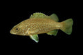 Spangled Perch