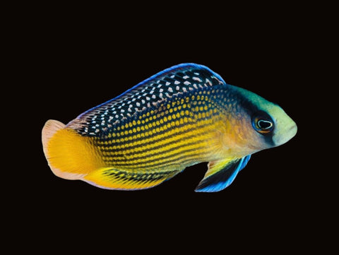 Splendid Dottyback | Manonichthys splendens