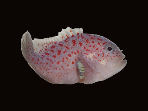 Spotted Coral Croucher | Caracanthus maculatus