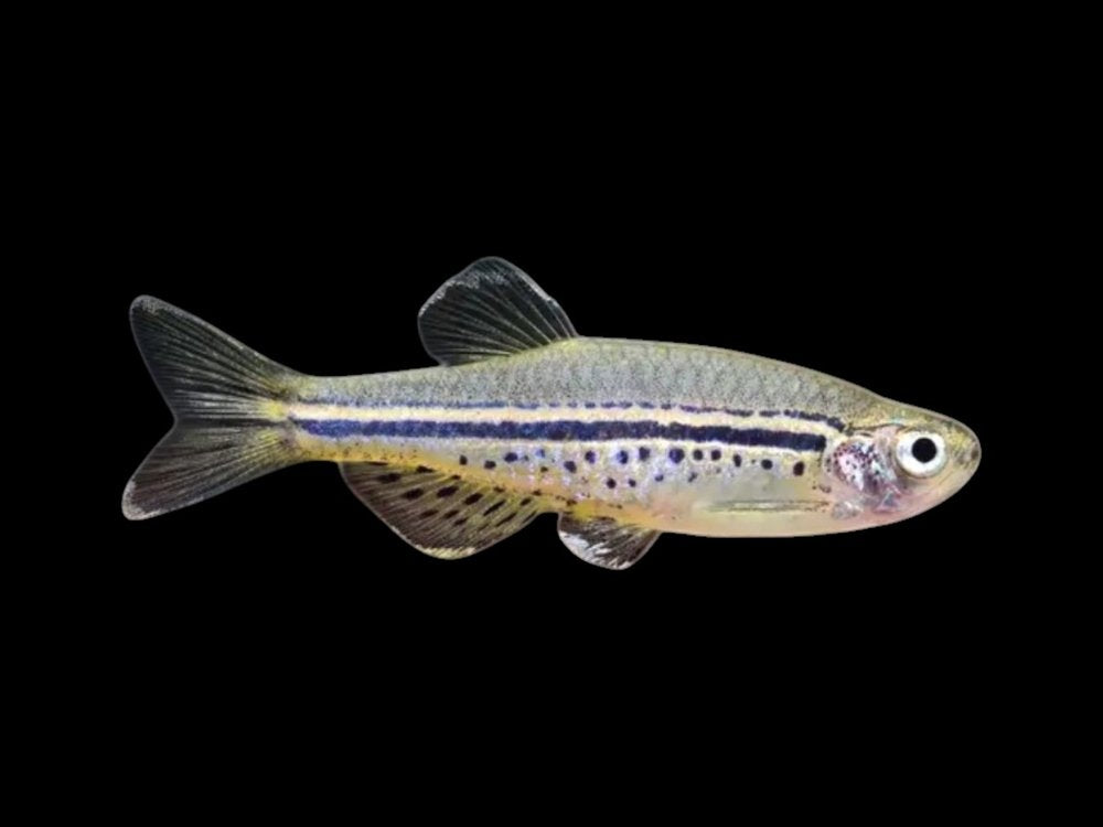 Spotted Danio