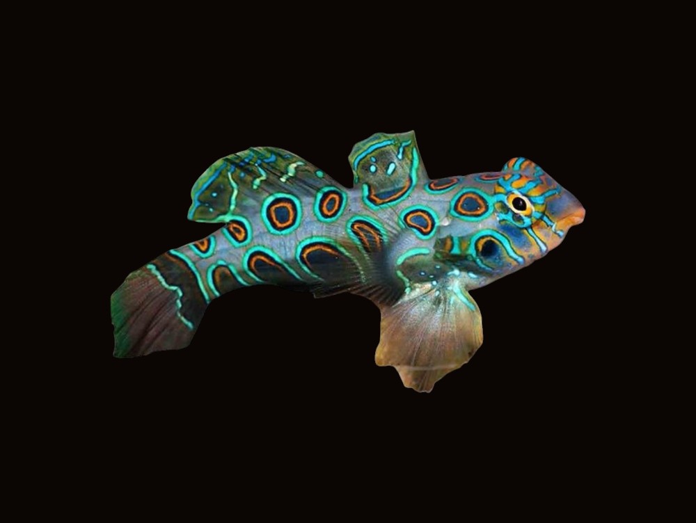 Spotted Mandarin | Synchiropus picturatus