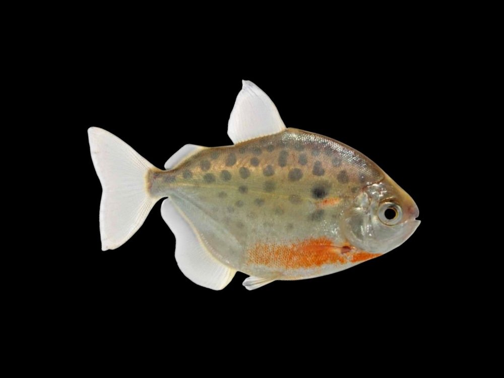 Spotted Silver Dollar | Metynnis lippincottianus