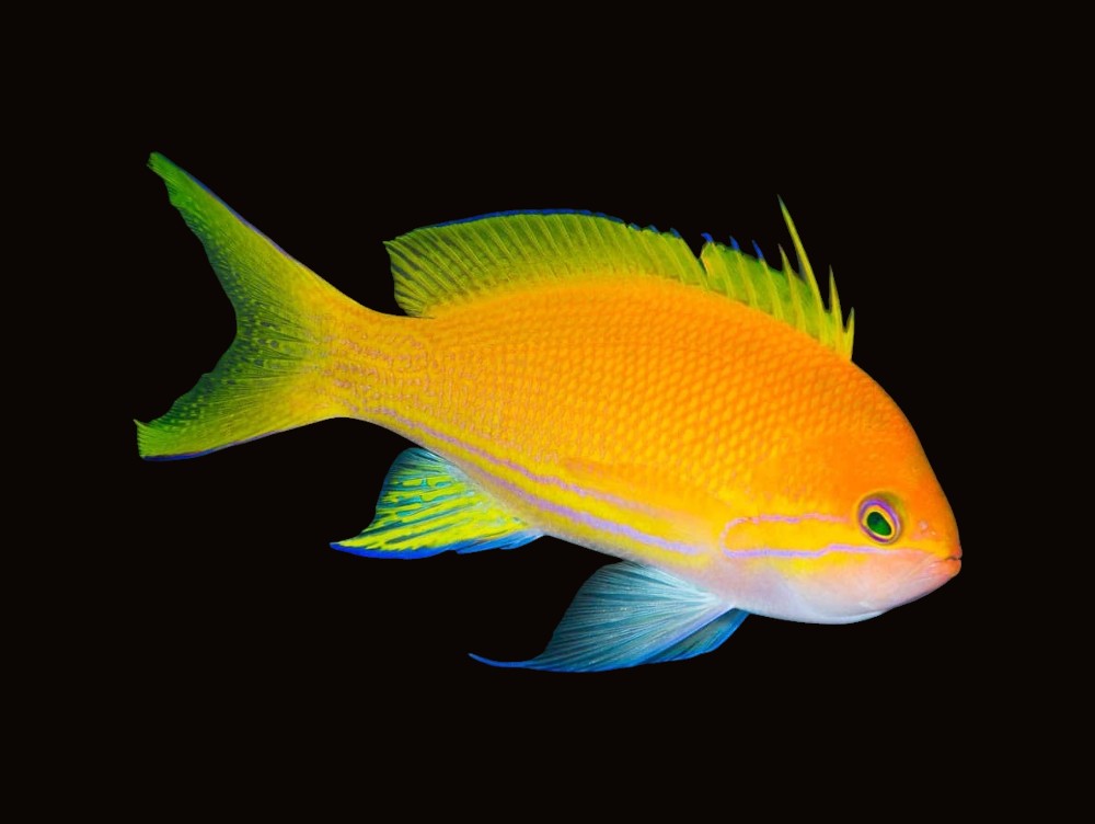 Square Block Anthias Female | Pseudanthias pleurotaenia