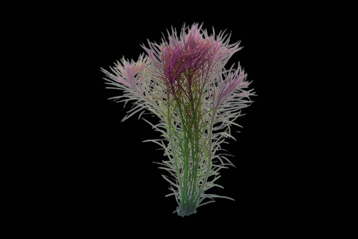 Pogostemon Stellata