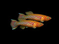 Steel Blue Killifish Pair