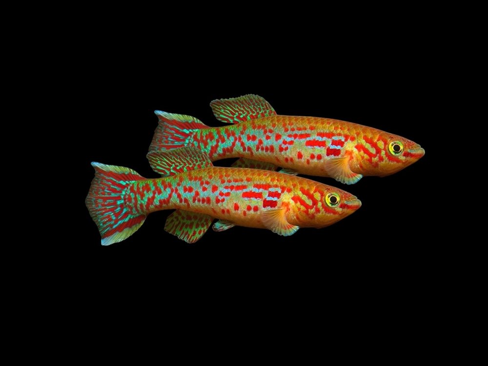 Steel Blue Killifish Pair