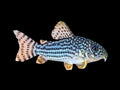 Sterbai Corydoras