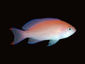 Stocky Anthias | Pseudanthias hypselosoma