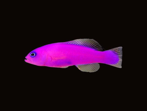 Strawberry Dottyback | Pictichromis porphyrea