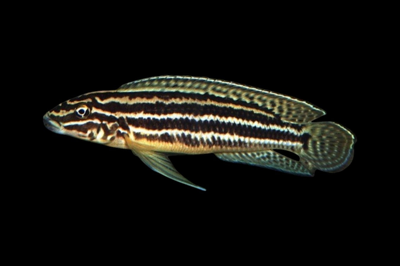 Striped Julie