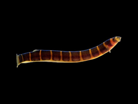 Striped Kuhli Loach