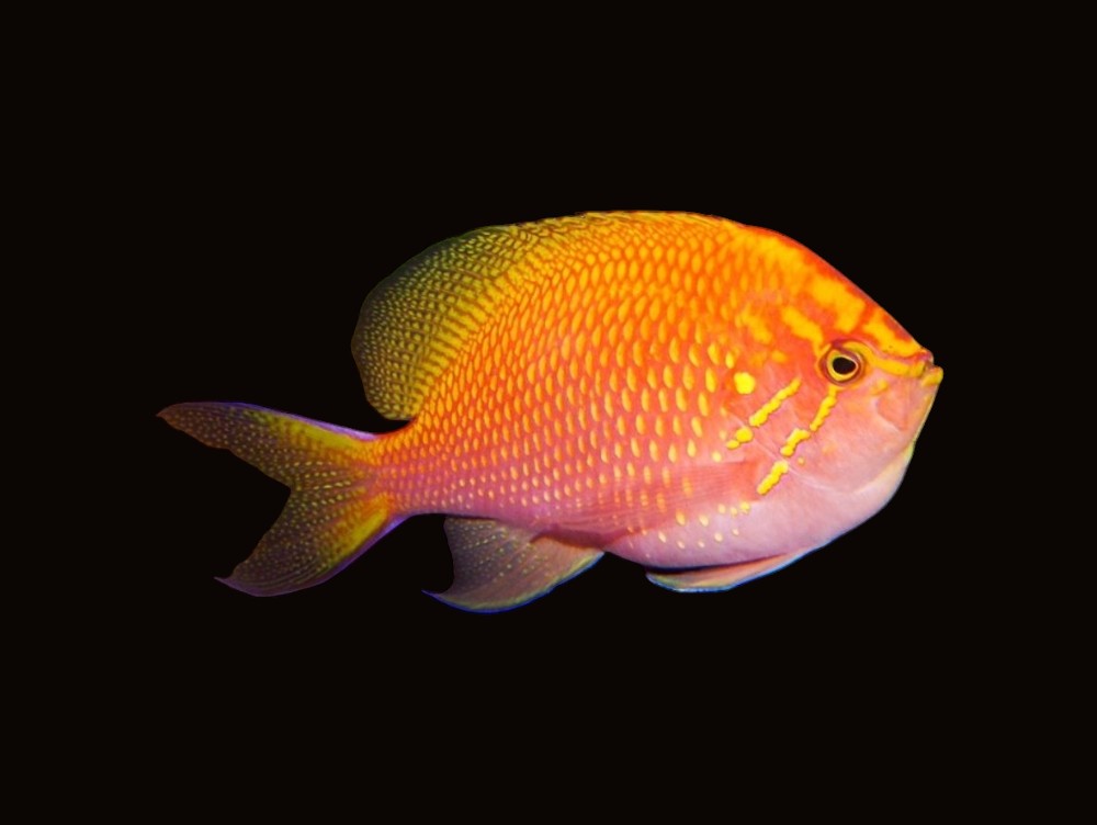 Sunburst Anthias | Serranocirrhitus latus