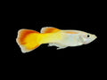 Sunset Guppy
