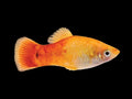 Sunset Platy