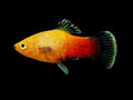 Sunset Wagtail Platy
