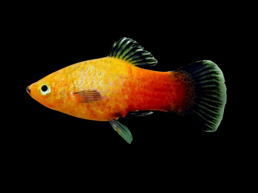 Sunset Wagtail Platy