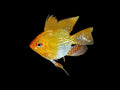 Sunshine Gold Balloon Ram