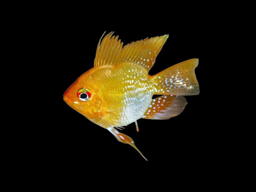 Sunshine Gold Balloon Ram