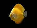 Sunshine Gold Discus