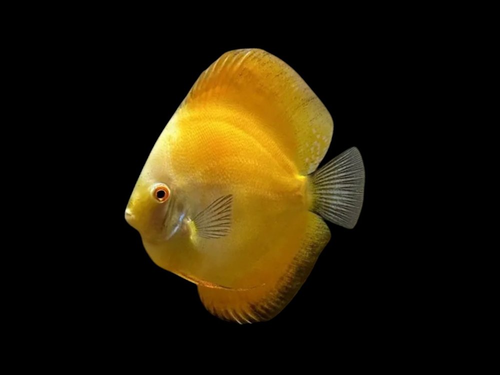 Sunshine Gold Discus